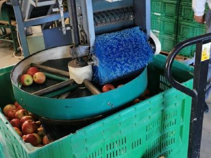 Bild 4:Roda automatischer Kistenfüller für Obst und Gemüse