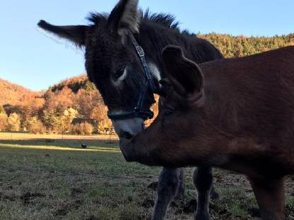 Bild 2:Hausesel Hengst