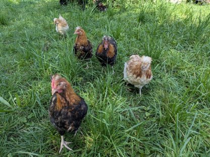 Bild 4:Sulmtaler Jungtiere