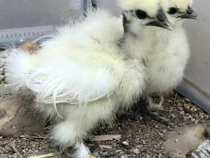 Seidenhühner Küken bio zertifiziert