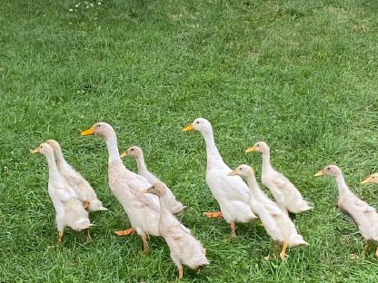 Junge Laufenten aus Naturbrut