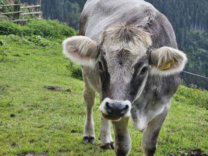 Bild 2:BIO Grauvieh Kalbin