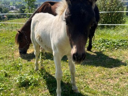Bild 3:Shetlandpony Hengstfohlen