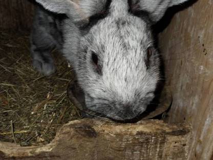 Bild 3:Großer hase hellsilber rammler