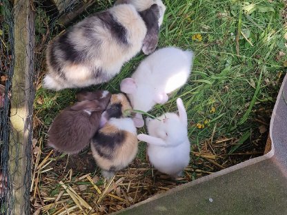 Bild 3:Süße kleine Minilop-NHD Widderhäschen