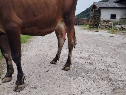 Bild 3:Jersey Jungkuh