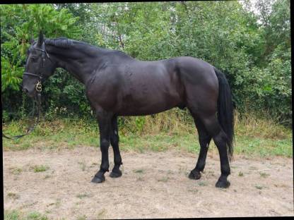 Bild 3:Ungarisches Sportpferd