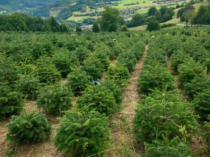 Verkaufe Nordmannstannen, gepflegte Top-Ware