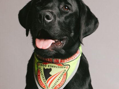 Bild 3:Labrador Deckrüde mit FCI Ahnentafel