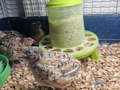 Bild 4:Wachtelhähne