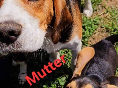 Bild 7:Beagle Welpen
