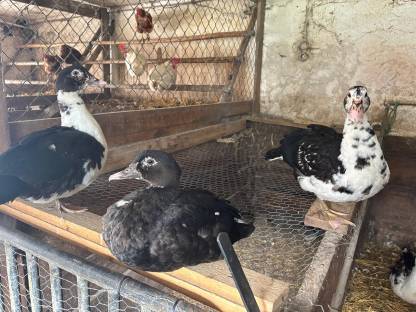 Bild 2:Warzenenten und Laufenten