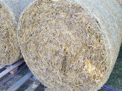Bild 2:Weizenstroh Stroh Rundballen 2025