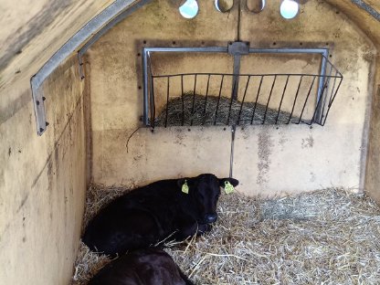 Bild 2:Wagyu-Kreuzung weiblich