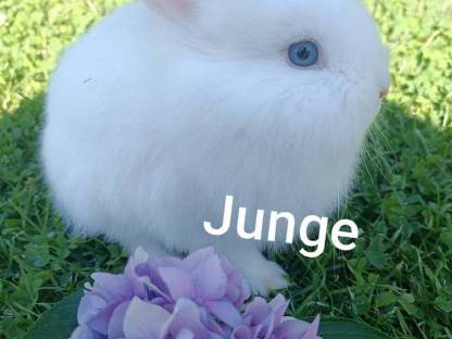 Zwergkaninchen