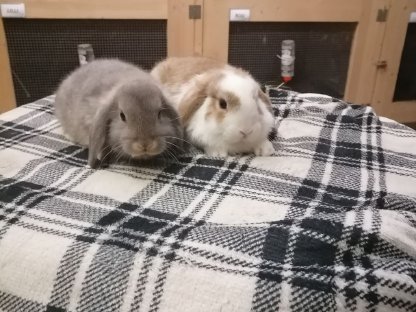 Bild 2:Zwergkaninchen Minilop Zwergwidder