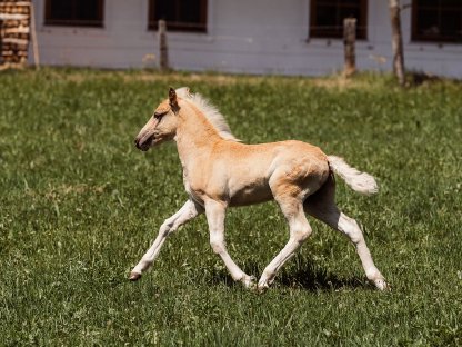 Bild 2:Haflinger Hengstfohlen „Axel“