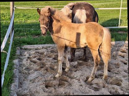 Bild 9:Windfarbenes Isi-Stutfohlen