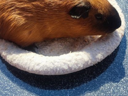 1 Meerschweinchen Männchen