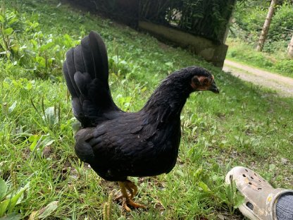 Bild 5:Zwerg-Hühner