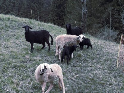 Trächtige Mutterschafe