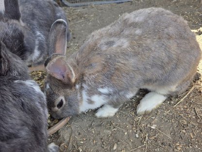 Bild 4:3 Hasen zu verkaufen