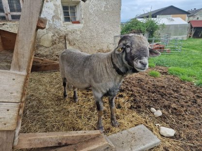 Bild 3:Stattlicher Tiroler Steinbock zu verkaufen