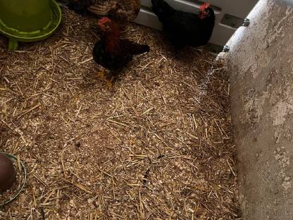 Bild 4:Rassemix Hähne