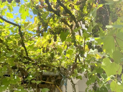 Bild 4:Naturbelassene Weintrauben zu verkaufen (Baco und Clinton)