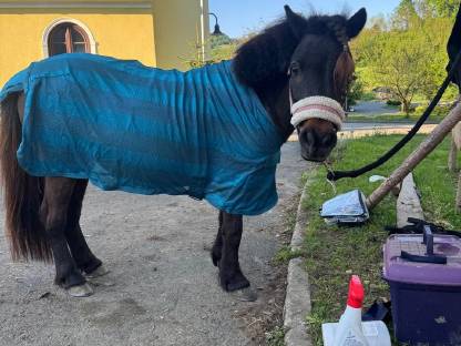 Bild 2:Shetland Pony Stute