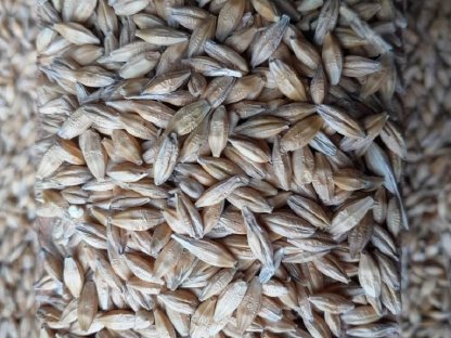 Bild 4:Bio-Getreide 2025