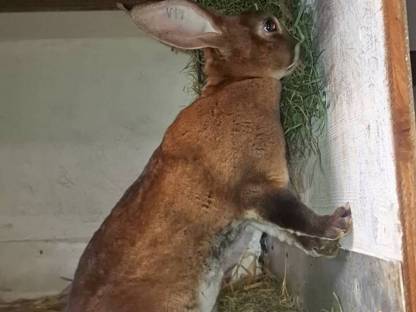 Bild 2:3 Rex-Häsinnen