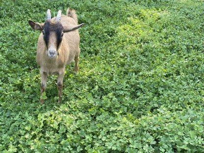 Bild 3:Pinzgauer-Buren Ziegen