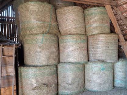 Bild 3:Bio-Grummetballen 2. Schnitt