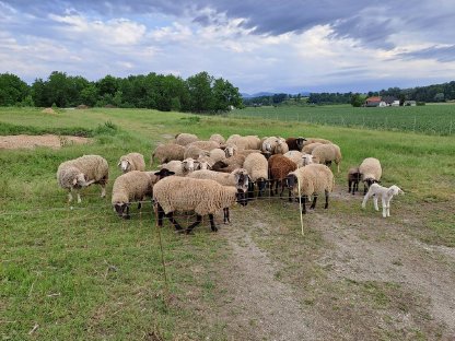 Bild 4:Schafherde zu verkaufen