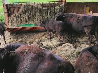 Wagyu-Ochsen gesucht