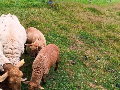 Bild 2:Coburger Fuchsschafbock