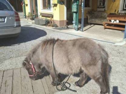 Bild 4:Minishetty Hengstfohlen