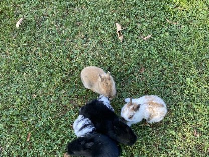 Bild 4:Zwergkaninchen