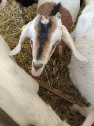 Bild 3:Junge Anglonubier Böcke zu verkaufen
