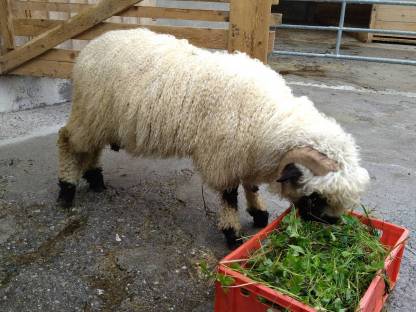 Bild 3:BIO Walliser Schwarznasen Widder