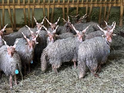 Bild 2:Zackelschaf Zuchtwidder