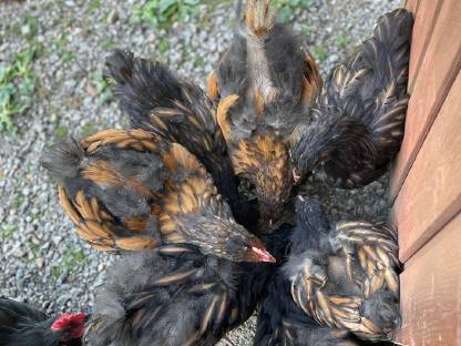 Bild 2:Orpington und Seidenhähne