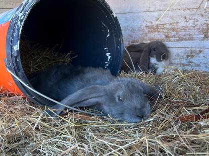 Bild 2:Deutsche Widder