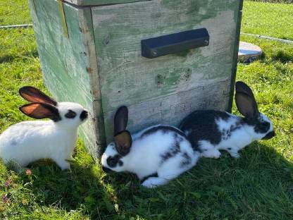 Bild 2:Reinrassige Riesenschecken