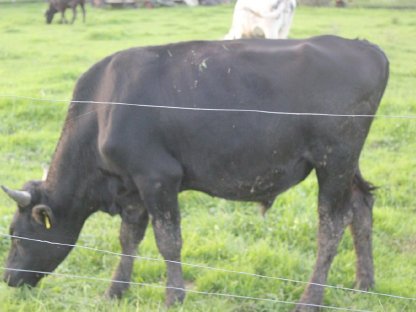 Bild 4:Wagyustier F1