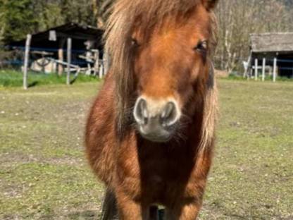Minishettlandpony Wallach