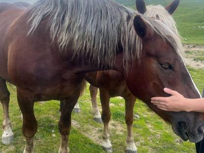 Bild 6:Norikerstute (5 Jahre) - liebevoller Platz gesucht