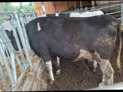 Bild 3:Trächtige Holstein-Kalbinnen