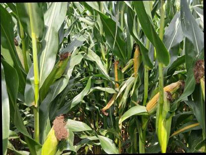 Bild 4:Silomaisballen